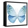 Miss Butterfly Euploea Sq - X-Ray White Edition-Philippe Hugonnard-Framed Stretched Canvas