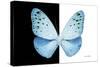 Miss Butterfly Euploea - X-Ray B&W Edition-Philippe Hugonnard-Stretched Canvas