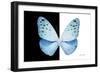 Miss Butterfly Euploea - X-Ray B&W Edition-Philippe Hugonnard-Framed Photographic Print