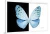 Miss Butterfly Euploea - X-Ray B&W Edition-Philippe Hugonnard-Framed Photographic Print