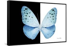 Miss Butterfly Euploea - X-Ray B&W Edition-Philippe Hugonnard-Framed Stretched Canvas