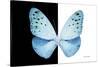 Miss Butterfly Euploea - X-Ray B&W Edition-Philippe Hugonnard-Stretched Canvas