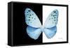 Miss Butterfly Euploea - X-Ray B&W Edition-Philippe Hugonnard-Framed Stretched Canvas