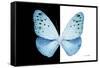 Miss Butterfly Euploea - X-Ray B&W Edition-Philippe Hugonnard-Framed Stretched Canvas