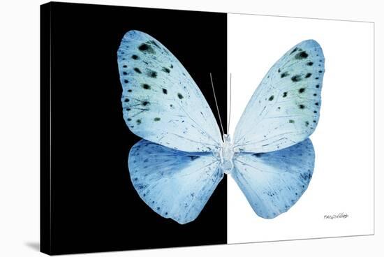 Miss Butterfly Euploea - X-Ray B&W Edition-Philippe Hugonnard-Stretched Canvas