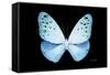 Miss Butterfly Euploea - X-Ray Black Edition-Philippe Hugonnard-Framed Stretched Canvas