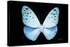 Miss Butterfly Euploea - X-Ray Black Edition-Philippe Hugonnard-Stretched Canvas