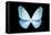 Miss Butterfly Euploea - X-Ray Black Edition-Philippe Hugonnard-Framed Stretched Canvas