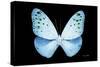 Miss Butterfly Euploea - X-Ray Black Edition-Philippe Hugonnard-Stretched Canvas