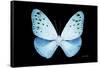 Miss Butterfly Euploea - X-Ray Black Edition-Philippe Hugonnard-Framed Stretched Canvas