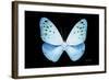 Miss Butterfly Euploea - X-Ray Black Edition-Philippe Hugonnard-Framed Photographic Print