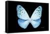 Miss Butterfly Euploea - X-Ray Black Edition-Philippe Hugonnard-Framed Stretched Canvas