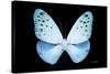 Miss Butterfly Euploea - X-Ray Black Edition-Philippe Hugonnard-Stretched Canvas