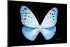 Miss Butterfly Euploea - X-Ray Black Edition-Philippe Hugonnard-Mounted Photographic Print