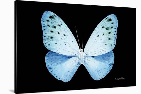 Miss Butterfly Euploea - X-Ray Black Edition-Philippe Hugonnard-Stretched Canvas