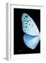 Miss Butterfly Euploea - X-Ray Left Black Edition-Philippe Hugonnard-Framed Photographic Print