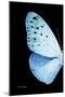 Miss Butterfly Euploea - X-Ray Left Black Edition-Philippe Hugonnard-Mounted Photographic Print