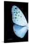 Miss Butterfly Euploea - X-Ray Left Black Edition-Philippe Hugonnard-Stretched Canvas