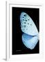 Miss Butterfly Euploea - X-Ray Left Black Edition-Philippe Hugonnard-Framed Photographic Print