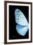 Miss Butterfly Euploea - X-Ray Left Black Edition-Philippe Hugonnard-Framed Photographic Print