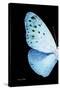 Miss Butterfly Euploea - X-Ray Left Black Edition-Philippe Hugonnard-Stretched Canvas