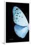 Miss Butterfly Euploea - X-Ray Left Black Edition-Philippe Hugonnard-Framed Photographic Print