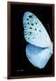 Miss Butterfly Euploea - X-Ray Left Black Edition-Philippe Hugonnard-Framed Photographic Print