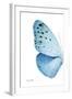 Miss Butterfly Euploea - X-Ray Left White Edition-Philippe Hugonnard-Framed Photographic Print