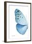 Miss Butterfly Euploea - X-Ray Left White Edition-Philippe Hugonnard-Framed Photographic Print