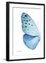 Miss Butterfly Euploea - X-Ray Left White Edition-Philippe Hugonnard-Framed Photographic Print