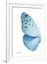 Miss Butterfly Euploea - X-Ray Left White Edition-Philippe Hugonnard-Framed Premium Photographic Print