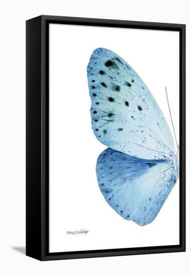 Miss Butterfly Euploea - X-Ray Left White Edition-Philippe Hugonnard-Framed Stretched Canvas