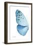 Miss Butterfly Euploea - X-Ray Left White Edition-Philippe Hugonnard-Framed Photographic Print