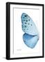 Miss Butterfly Euploea - X-Ray Left White Edition-Philippe Hugonnard-Framed Photographic Print