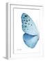 Miss Butterfly Euploea - X-Ray Left White Edition-Philippe Hugonnard-Framed Photographic Print