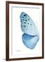 Miss Butterfly Euploea - X-Ray Left White Edition-Philippe Hugonnard-Framed Photographic Print