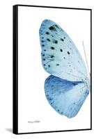 Miss Butterfly Euploea - X-Ray Left White Edition-Philippe Hugonnard-Framed Stretched Canvas