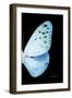 Miss Butterfly Euploea - X-Ray Right Black Edition-Philippe Hugonnard-Framed Photographic Print