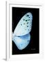 Miss Butterfly Euploea - X-Ray Right Black Edition-Philippe Hugonnard-Framed Photographic Print