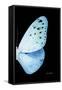 Miss Butterfly Euploea - X-Ray Right Black Edition-Philippe Hugonnard-Framed Stretched Canvas