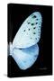 Miss Butterfly Euploea - X-Ray Right Black Edition-Philippe Hugonnard-Stretched Canvas