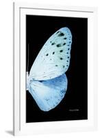 Miss Butterfly Euploea - X-Ray Right Black Edition-Philippe Hugonnard-Framed Premium Photographic Print