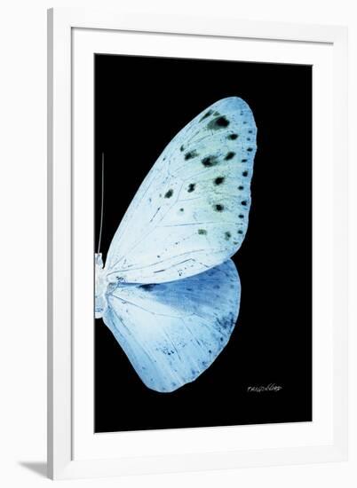 Miss Butterfly Euploea - X-Ray Right Black Edition-Philippe Hugonnard-Framed Premium Photographic Print