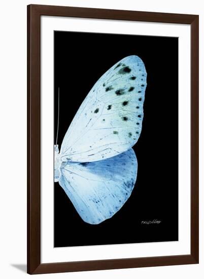 Miss Butterfly Euploea - X-Ray Right Black Edition-Philippe Hugonnard-Framed Premium Photographic Print