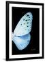 Miss Butterfly Euploea - X-Ray Right Black Edition-Philippe Hugonnard-Framed Premium Photographic Print