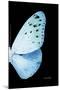 Miss Butterfly Euploea - X-Ray Right Black Edition-Philippe Hugonnard-Mounted Premium Photographic Print