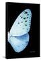 Miss Butterfly Euploea - X-Ray Right Black Edition-Philippe Hugonnard-Framed Stretched Canvas