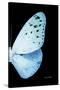 Miss Butterfly Euploea - X-Ray Right Black Edition-Philippe Hugonnard-Stretched Canvas