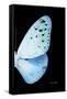 Miss Butterfly Euploea - X-Ray Right Black Edition-Philippe Hugonnard-Framed Stretched Canvas