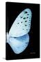 Miss Butterfly Euploea - X-Ray Right Black Edition-Philippe Hugonnard-Stretched Canvas
